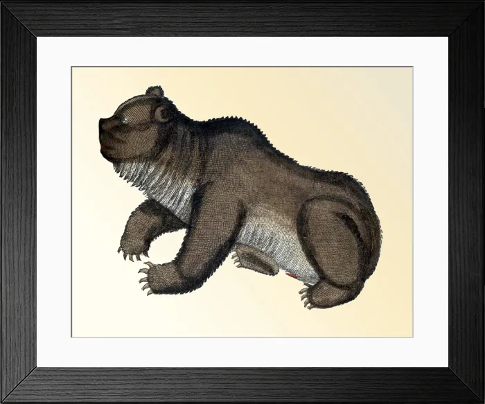 Framed Print : Gessner, Bear, 16th Century