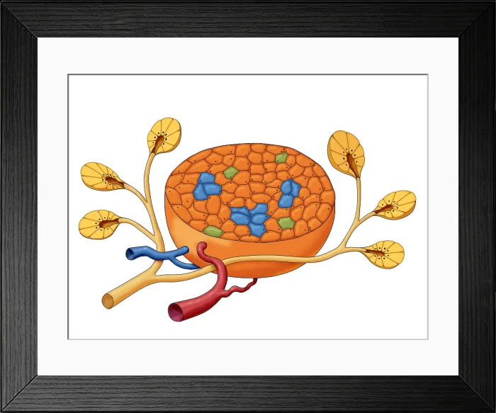 Framed Print : Islets of Langerhans, Illustration Framed Print : Islets of Langerhans, Illustration