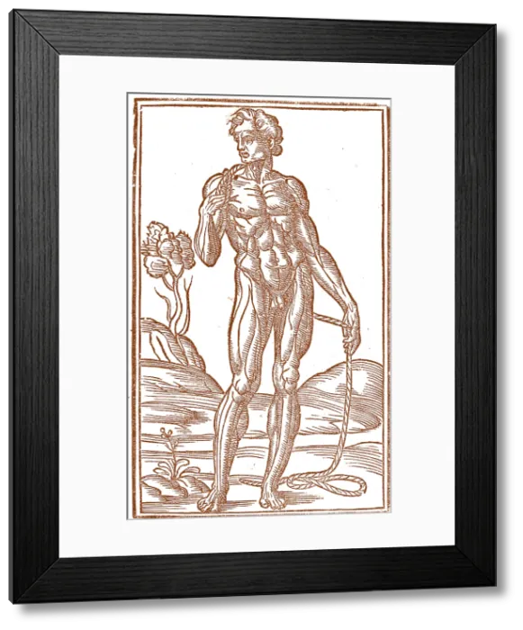Framed Print : Jacopo Berengario da Carpi, Anatomy Framed Print : Jacopo Berengario da Carpi, Anatomy