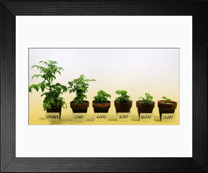 Framed Print : Radiation and Tomato Plants