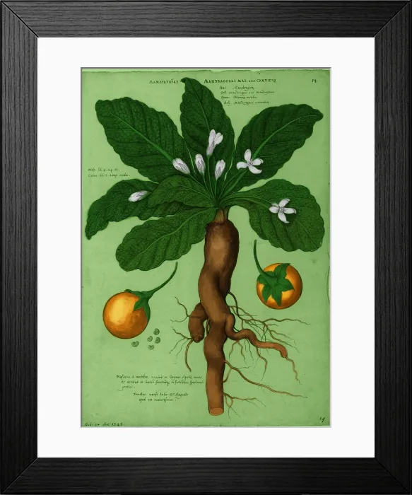 Framed Print : Mandrake Root, Alchemy Plant Framed Print : Mandrake Root, Alchemy Plant