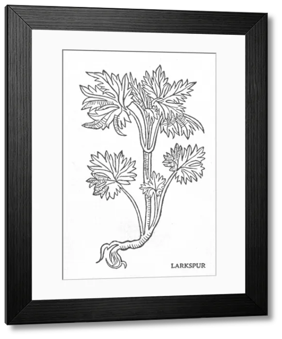 Framed Print : Larkspur, Alchemy Plant