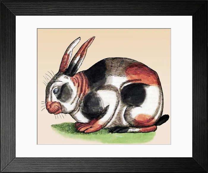 Framed Print : Gessner, Rabbit, 16th Century