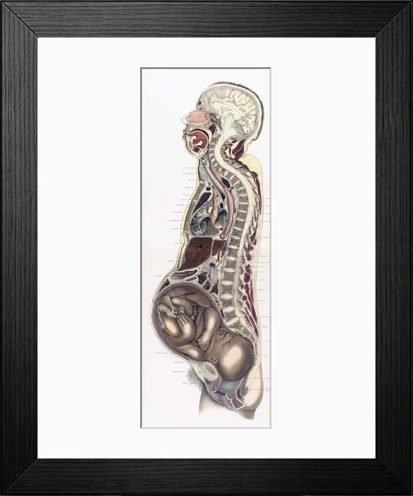 Framed Print : Topographisch-anatomischer, Braune, 1872