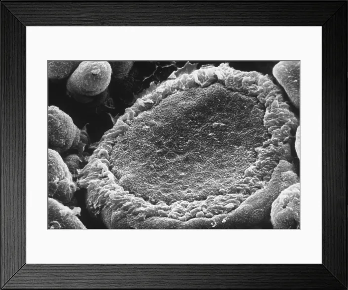 Framed Print : Taste Organ, under a microscope (SEM) Framed Print : Taste Organ, under a microscope (SEM)