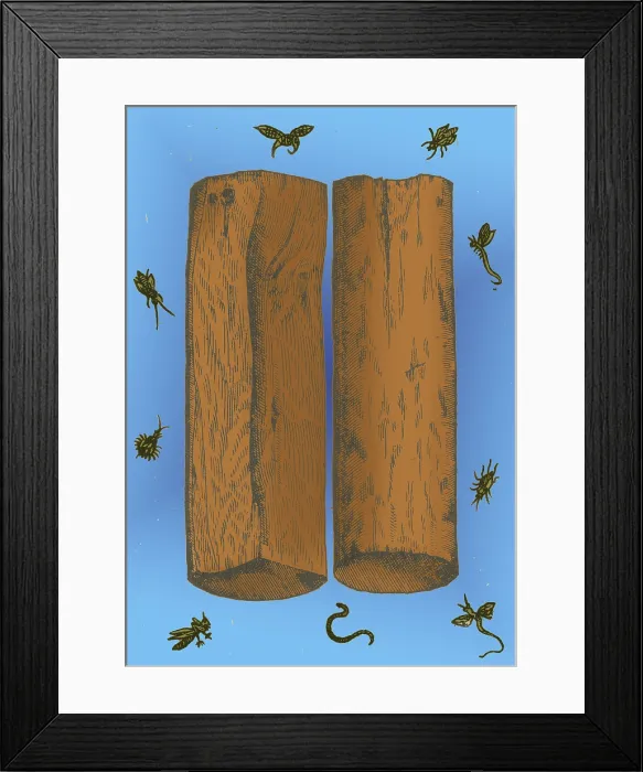 Framed Print : White Sandalwood, Alchemy Plant Framed Print : White Sandalwood, Alchemy Plant