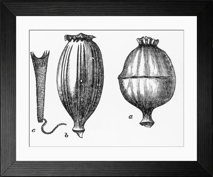 Framed Print : Opium Poppy Harvesting Framed Print : Opium Poppy Harvesting