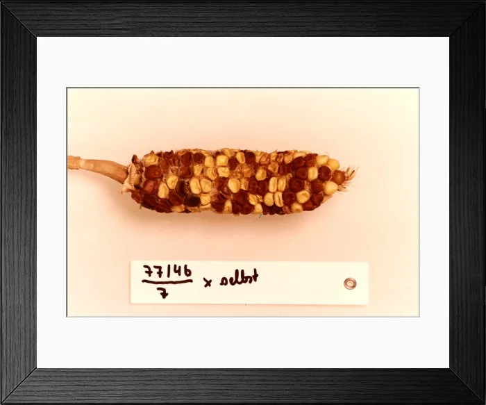 Framed Print : Maize Genetics Research by Barbara McClintock Framed Print : Maize Genetics Research by Barbara McClintock