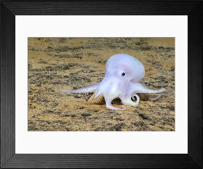 Framed Print : Deep-sea 'Casper' Octopod Framed Print : Deep-sea 'Casper' Octopod