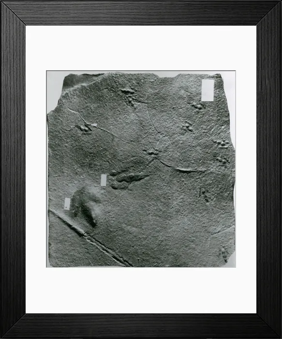 Framed Print : Dinosaur Tracks Framed Print : Dinosaur Tracks
