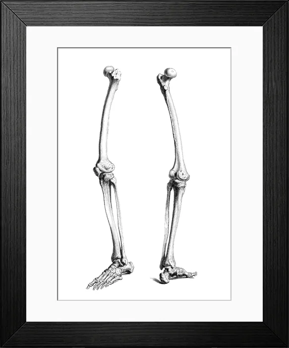 Framed Print : William Cheselden, 'Osteographia', 1733 Framed Print : William Cheselden, 'Osteographia', 1733
