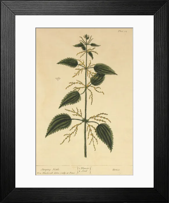 Framed Print : Stinging Nettle, Medicinal Plant, 1737 Framed Print : Stinging Nettle, Medicinal Plant, 1737
