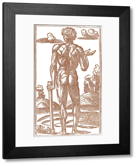 Framed Print : Jacopo Berengario da Carpi, Anatomy Framed Print : Jacopo Berengario da Carpi, Anatomy