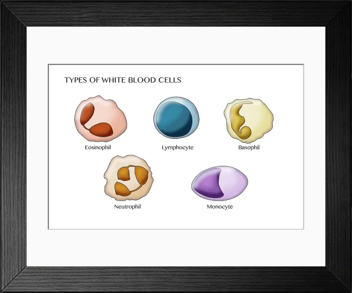 Framed Print : White Blood Cell Types, Illustration Framed Print : White Blood Cell Types, Illustration