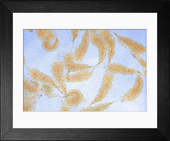 Framed Print : DNA from amphibian egg Framed Print : DNA from amphibian egg