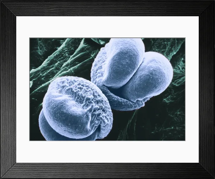 Framed Print : Pine Pollen, under a microscope (SEM)