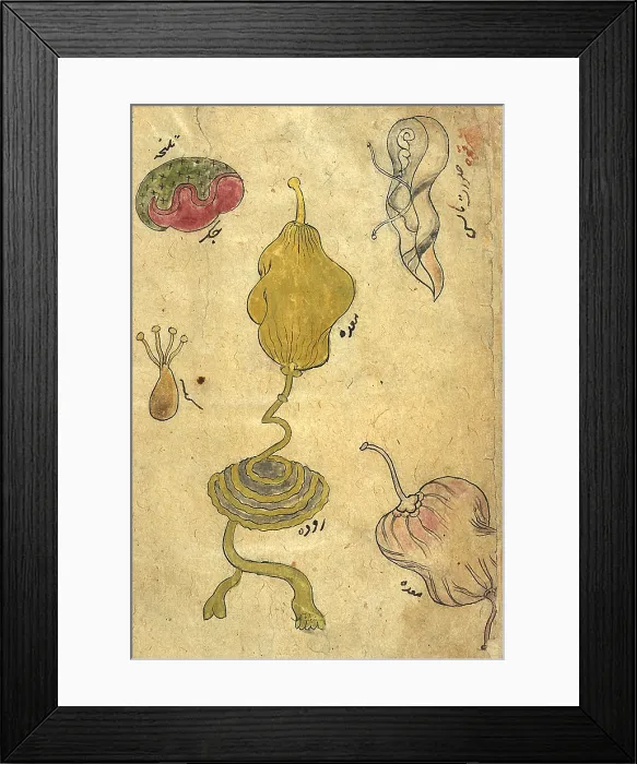 Framed Print : Akbar's Medicine, Internal Organs, 18th Century Framed Print : Akbar's Medicine, Internal Organs, 18th Century