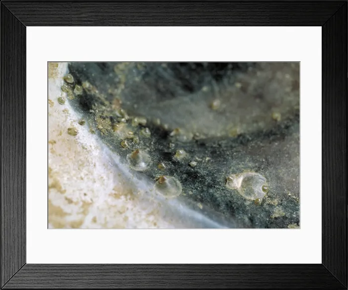 Framed Print : Oyster Spat Framed Print : Oyster Spat