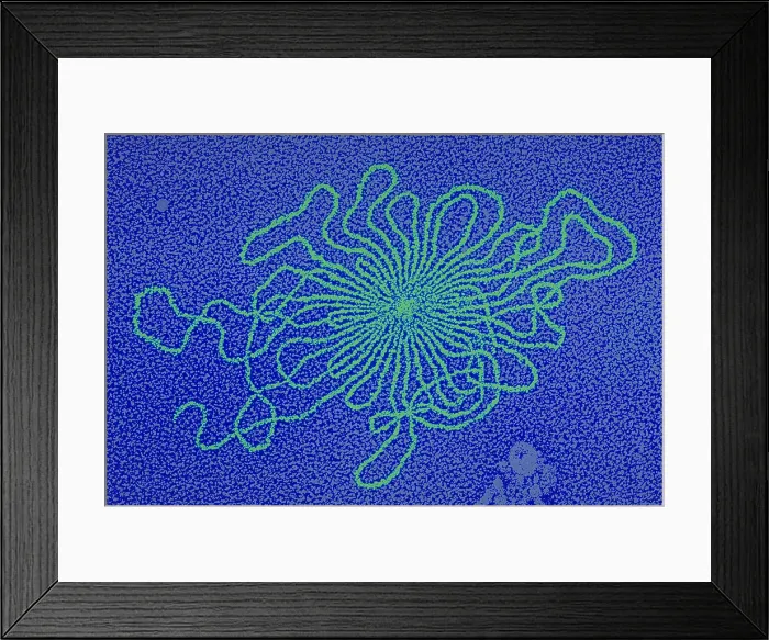 Framed Print : Genetics, DNA of Enterobacteria phage, TEM
