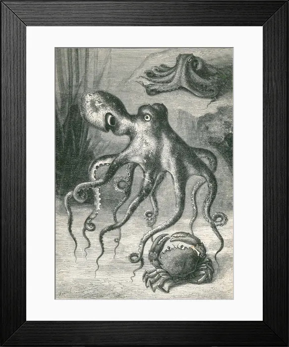 Framed Print : Octopi and Crab, 1833 Framed Print : Octopi and Crab, 1833