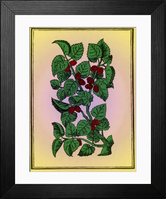 Framed Print : Red Mulberry Framed Print : Red Mulberry