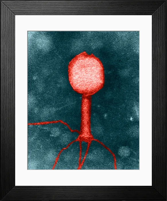 Framed Print : Enterobacteria phage T2, TEM Framed Print : Enterobacteria phage T2, TEM