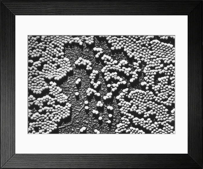 Framed Print : Human Enterovirus, Poliovirus, TEM Framed Print : Human Enterovirus, Poliovirus, TEM