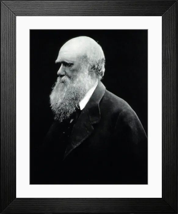 Framed Print : Charles Darwin, English Naturalist Framed Print : Charles Darwin, English Naturalist