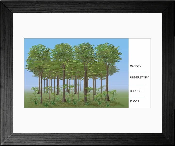 Framed Print : Temperate Deciduous Forest Layers, Illustration Framed Print : Temperate Deciduous Forest Layers, Illustration