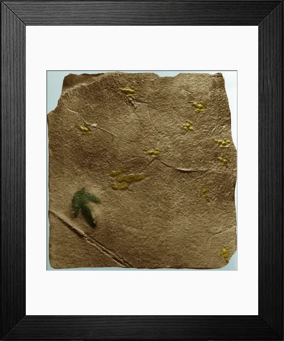 Framed Print : Dinosaur tracks Framed Print : Dinosaur tracks