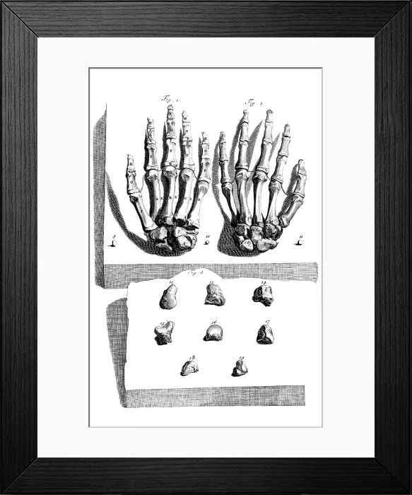 Framed Print : Anatomia humani corporis, Table 97, 1690 Framed Print : Anatomia humani corporis, Table 97, 1690