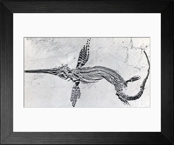 Framed Print : Fossilized Ichthyosaur, Mesozoic Reptile Framed Print : Fossilized Ichthyosaur, Mesozoic Reptile