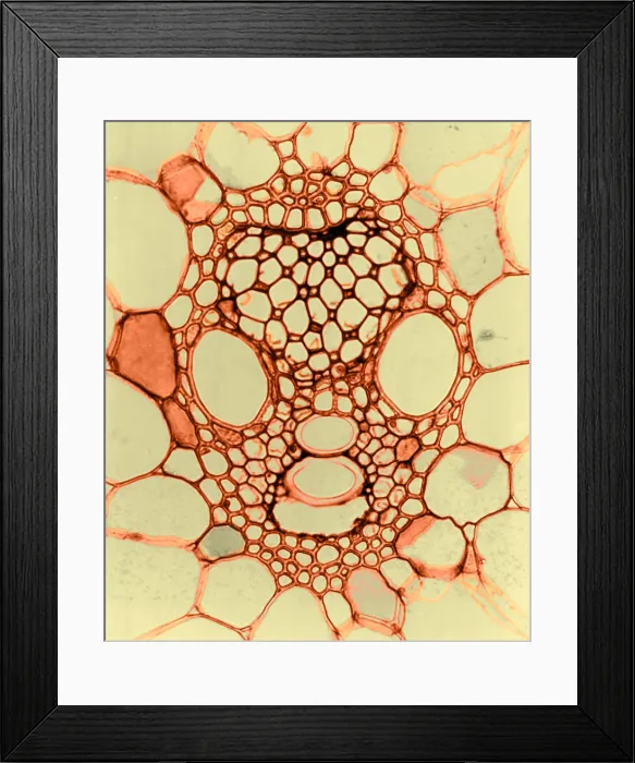 Framed Print : Corn Stem, light micrograph Framed Print : Corn Stem, light micrograph