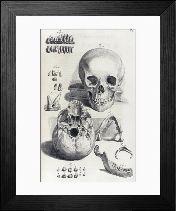 Framed Print : Anatomia humani corporis, Table 92, 1690 Framed Print : Anatomia humani corporis, Table 92, 1690