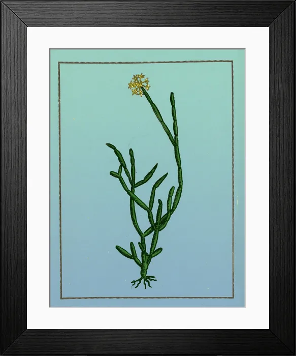 Framed Print : Soma Plant Framed Print : Soma Plant