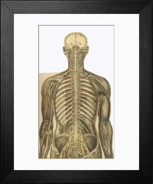Framed Print : Julien Bougle, Le corps humain, 1899 Framed Print : Julien Bougle, Le corps humain, 1899