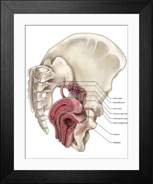 Framed Print : Uterus and Bladder (Oblique Cross-Section) Framed Print : Uterus and Bladder (Oblique Cross-Section)