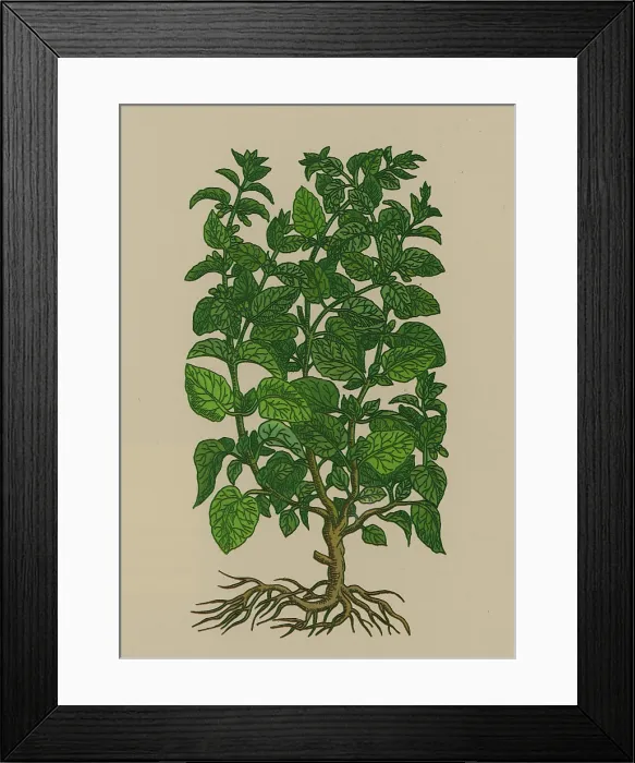 Framed Print : Lemon Balm Framed Print : Lemon Balm