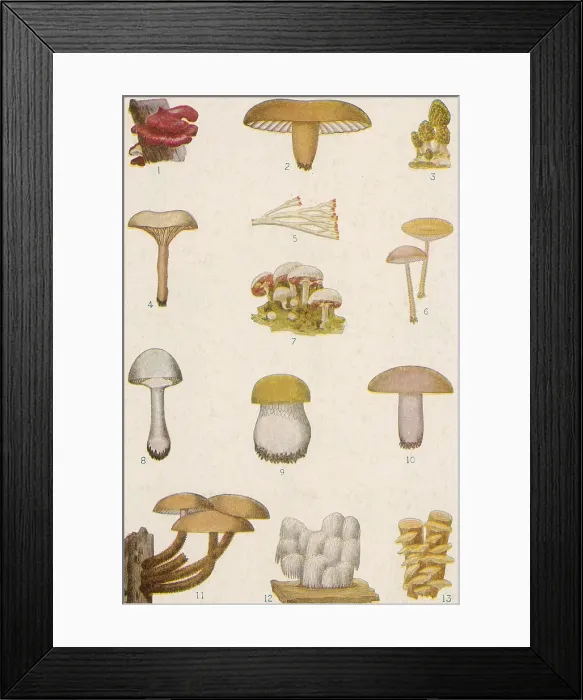Framed Print : Edible American Mushrooms Framed Print : Edible American Mushrooms