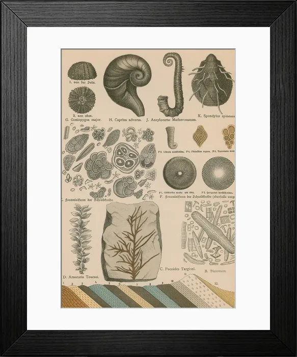 Framed Print : Geology and Paleontology, 1886