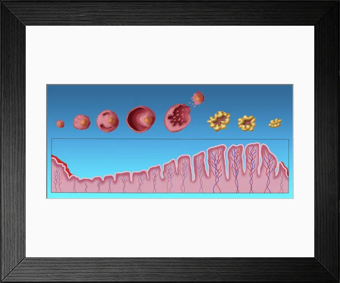 Framed Print : Uterine Lining and Follicles, Menstruation, Illustration