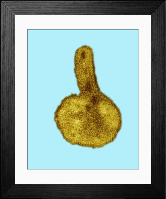 Framed Print : H3N2, Hong Kong Flu Virus, TEM Framed Print : H3N2, Hong Kong Flu Virus, TEM