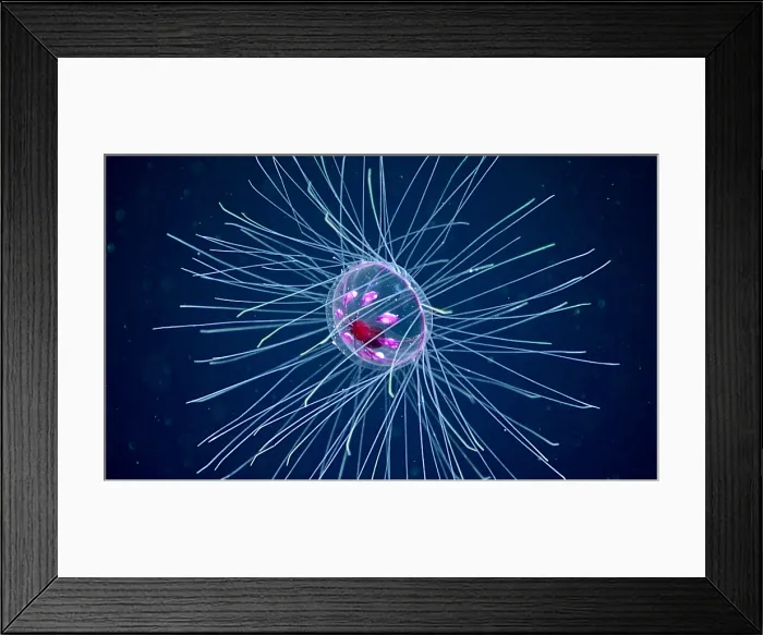 Framed Print : Deep Sea Jellyfish (Crossota millsae) Framed Print : Deep Sea Jellyfish (Crossota millsae)