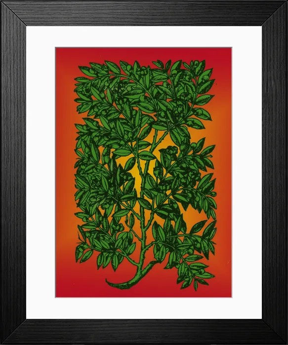 Framed Print : Myrtle, Alchemy Plant Framed Print : Myrtle, Alchemy Plant