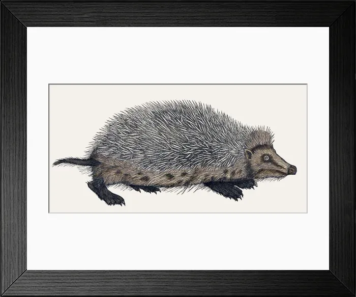 Framed Print : Gessner, Hedgehog, 16th Century Framed Print : Gessner, Hedgehog, 16th Century