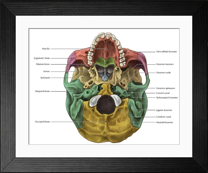 Framed Print : Bones of the Skull (Inferior) Framed Print : Bones of the Skull (Inferior)