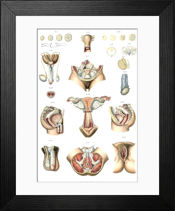 Framed Print : Anatomie du Corps Humain, Laskowski, 1894 Framed Print : Anatomie du Corps Humain, Laskowski, 1894