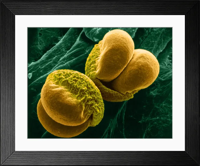 Framed Print : Pine Pollen, scanning electron micrograph Framed Print : Pine Pollen, scanning electron micrograph