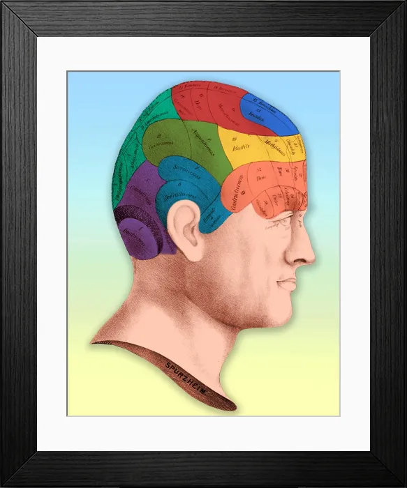 Framed Print : Phrenology Framed Print : Phrenology