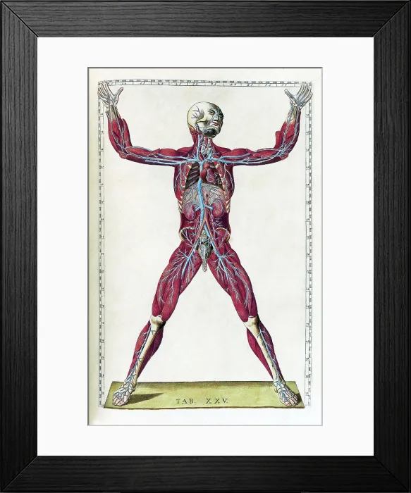 Framed Print : Eustachi, 'Tabulae anatomicae', 1783